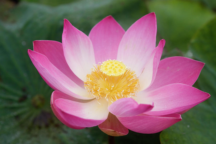 Lotus Flower - Purple Photograph by Mark Snodgrass