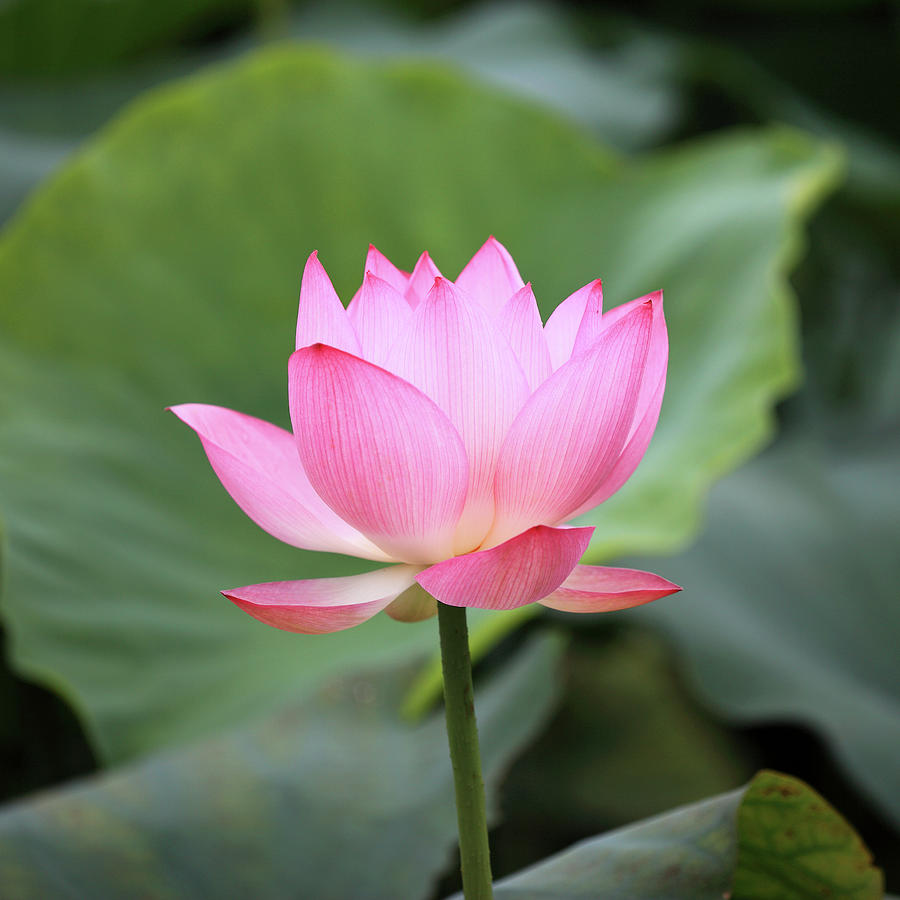 Lotus Flower by Real444