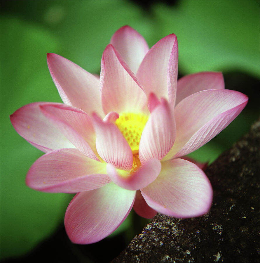 Lotus Flower Photograph by Yoshika Sakai