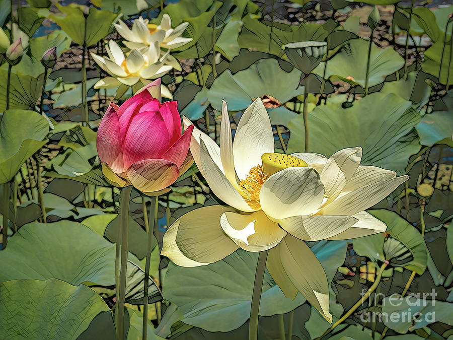 Lotus Flowers and Bud 2 Photograph by Roslyn Wilkins