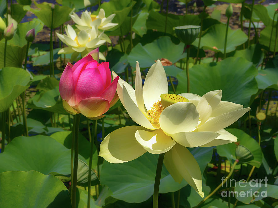 Lotus Flowers and Bud Photograph by Roslyn Wilkins