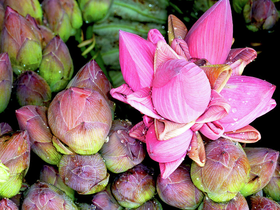Lotus Flowers Photograph by Ichauvel