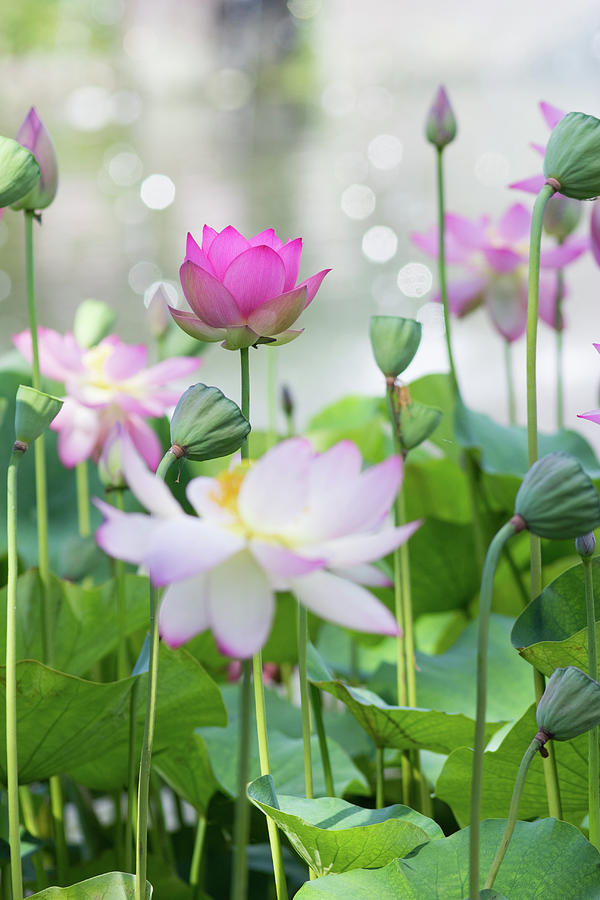 Lotus Flowers Photograph by Koyaginomari