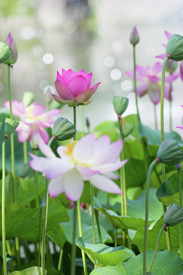 Lotus Roses