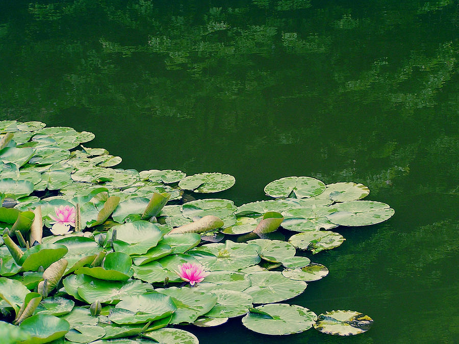 Lotus Flowers On Pond Photograph by Eriko Shinozuka