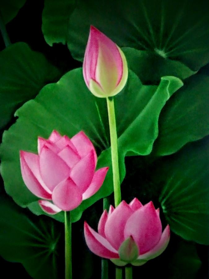 Lotus Flowers by Ramana Rao Padala