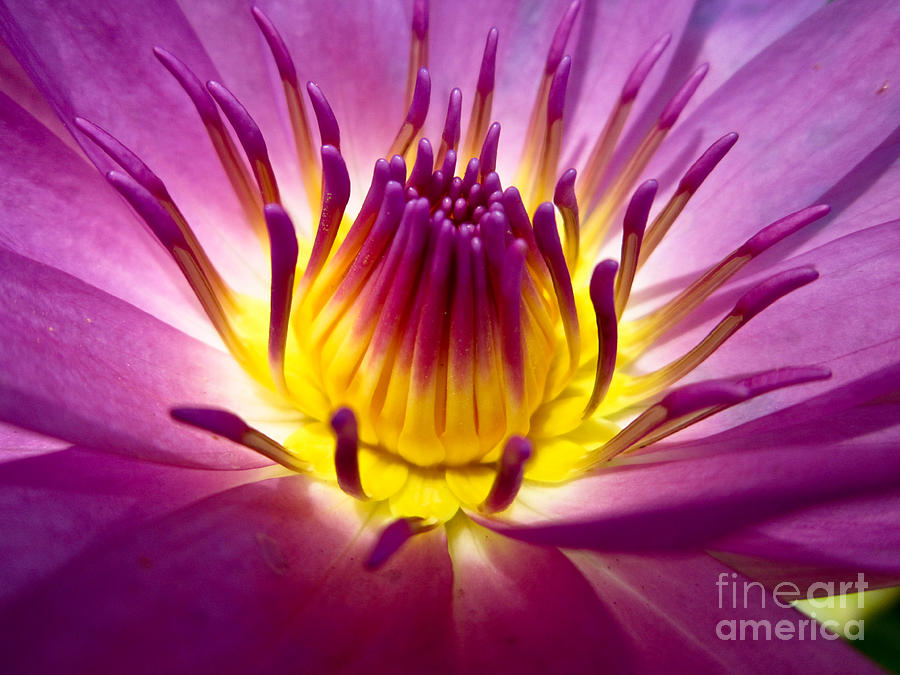 Harmony Photograph - Lotus Fresh Color With Yellow Stamens by Baitong Harmony Photograph - Lotus Fresh Color With Yellow Stamens by Baitong