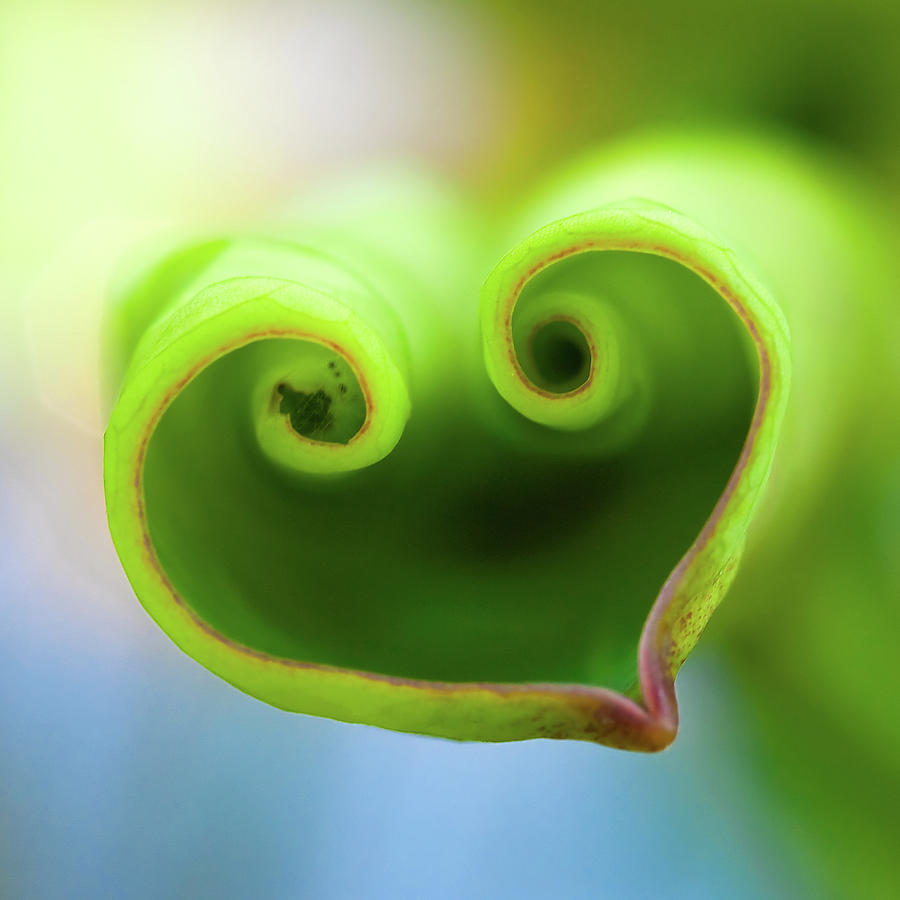 Lotus Heart Photograph by Jung-pang Wu