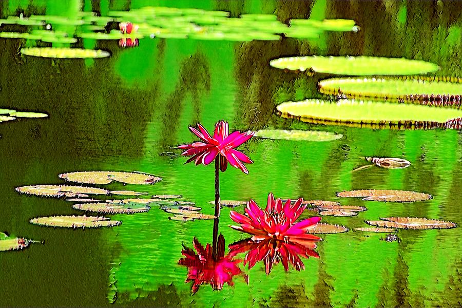 Lotus Illusion Photograph by Don Columbus