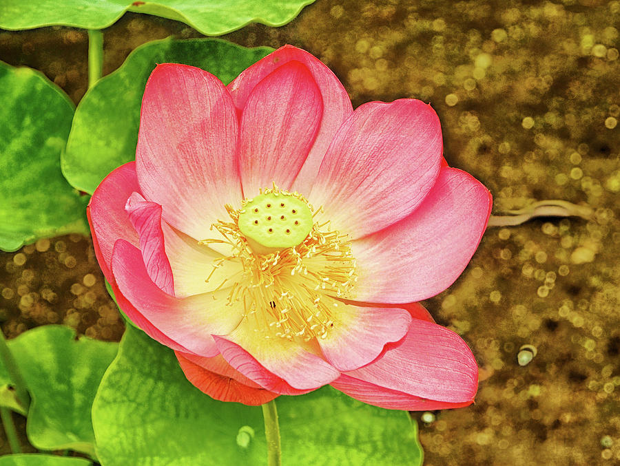 Lotus in Bloom 3 Photograph by C H Apperson