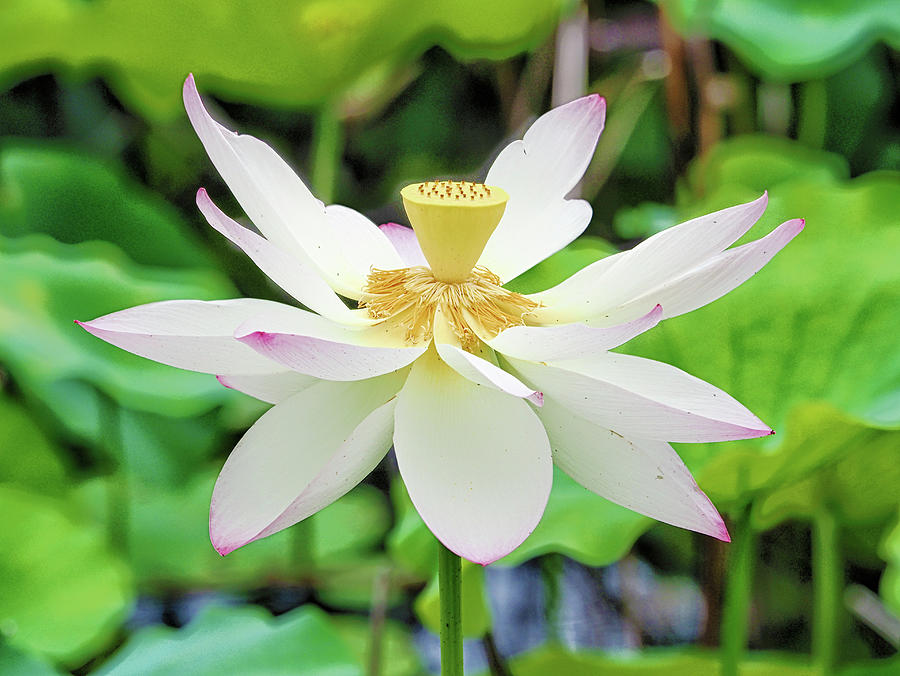 Lotus in Bloom Photograph by C H Apperson
