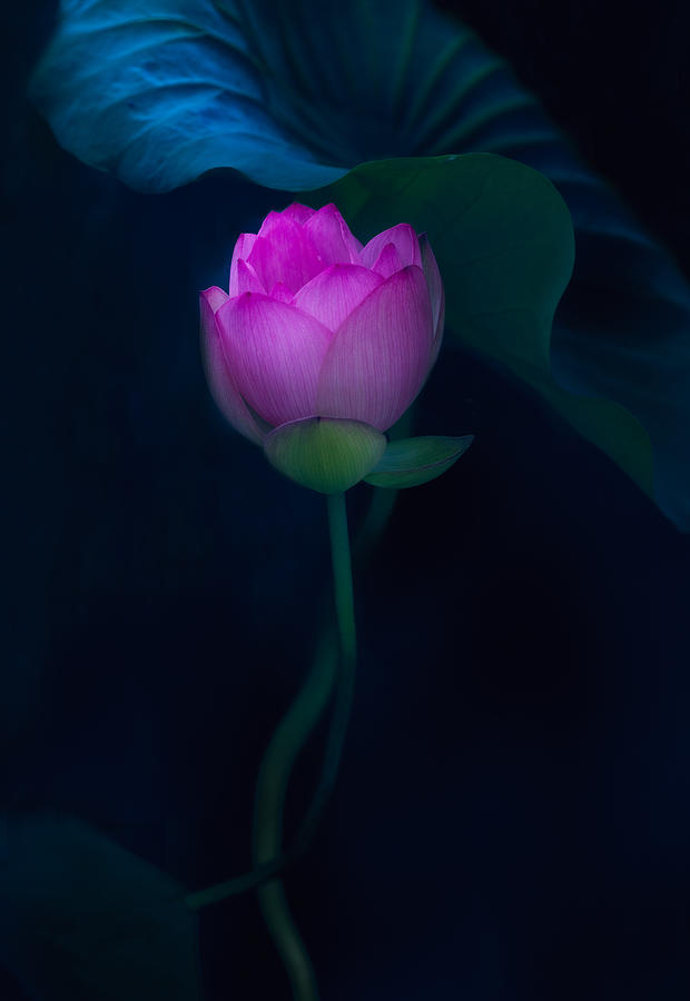Lotus In Light Photograph by Yanny Liu