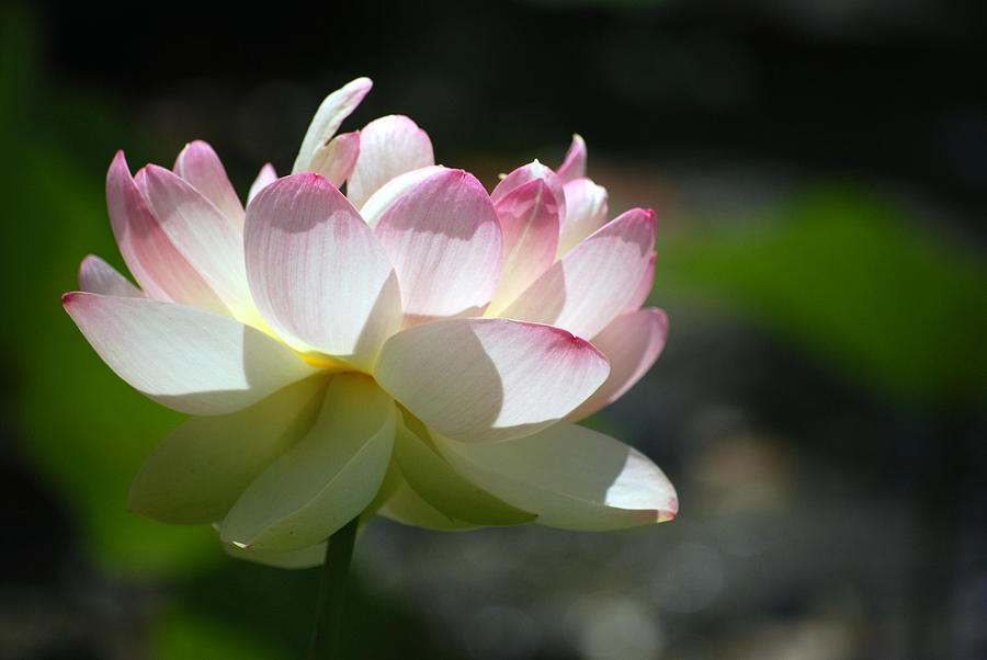 Lotus in sun and shade Photograph by Linda Shear