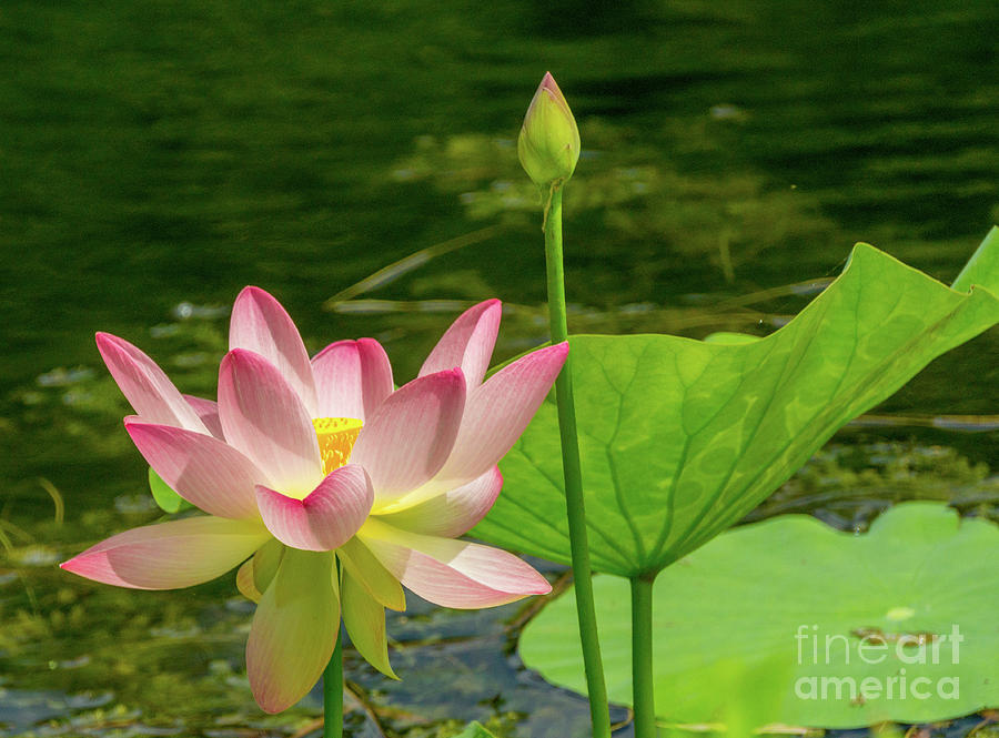 Lotus in the wind by Annerose Walz Lotus in the wind by Annerose Walz