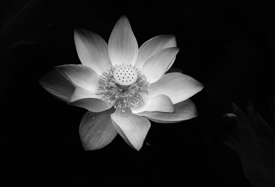 Lotus Photograph by Jimmy Tsang - Fine Art America