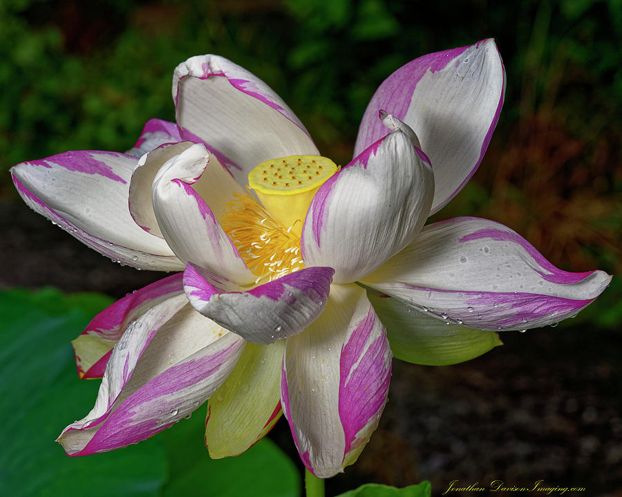 Lotus  Photograph by Jonathan Davison