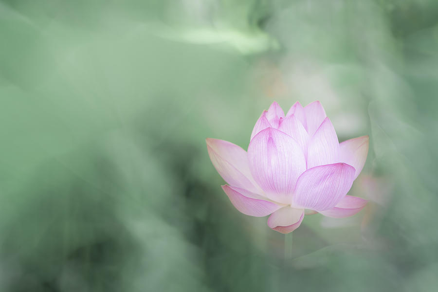 Lotus Photograph by Kenta Tamura
