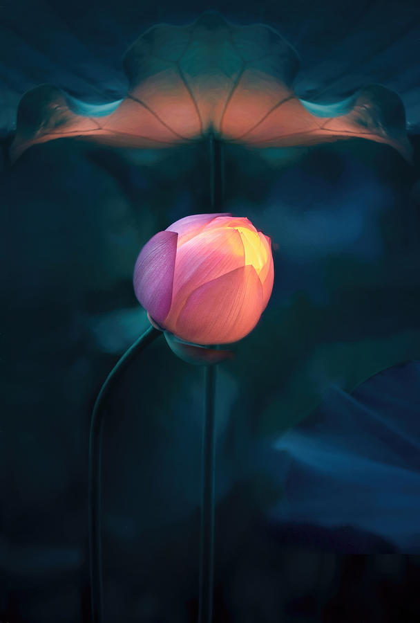 Summer Photograph - Lotus Lantern by Catherine W.