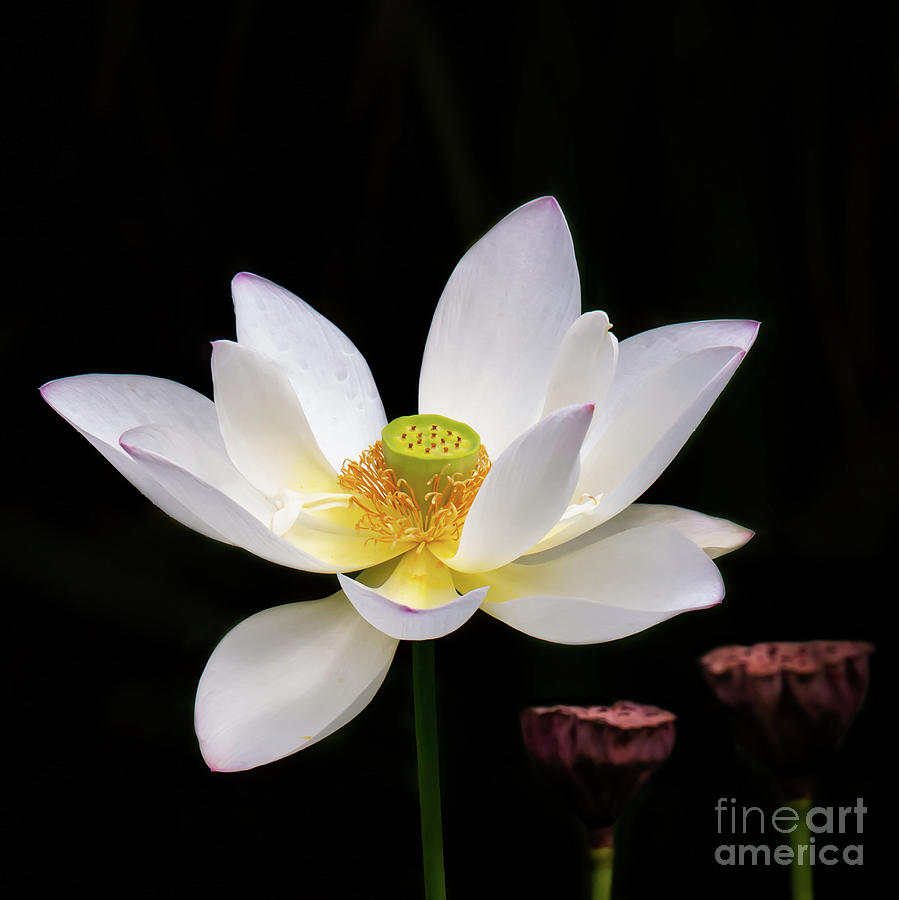 Lotus Loving the Sunshine Photograph by Sabrina L Ryan
