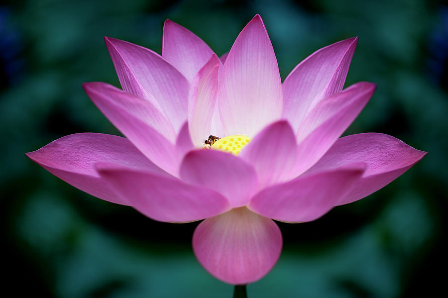 Lotus Photograph by Maravic