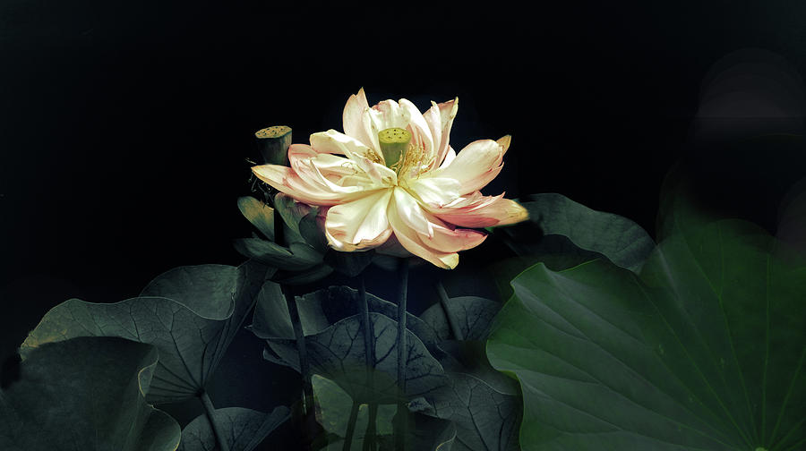 Lotus Nelumbo Photograph by Jessica Jenney