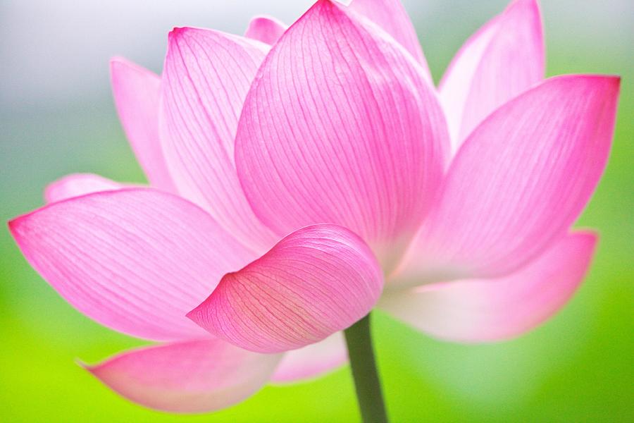 Lotus Photograph by Ohmori