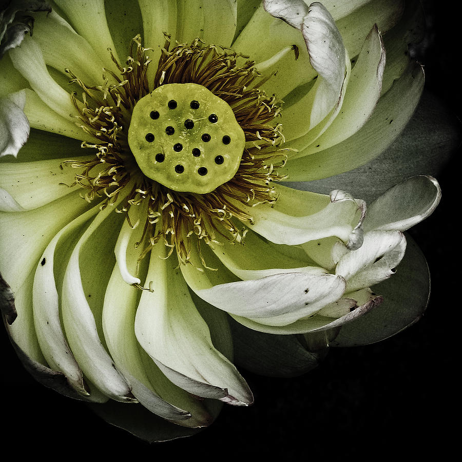 Lotus Oriental Photograph by Dany Derkenne