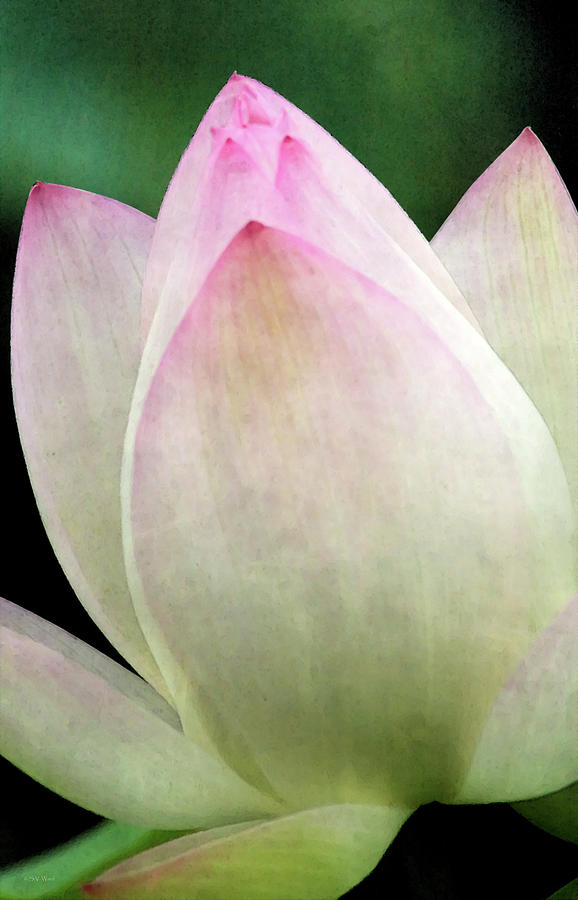 Lotus Petals 4210 Idp_2 Photograph