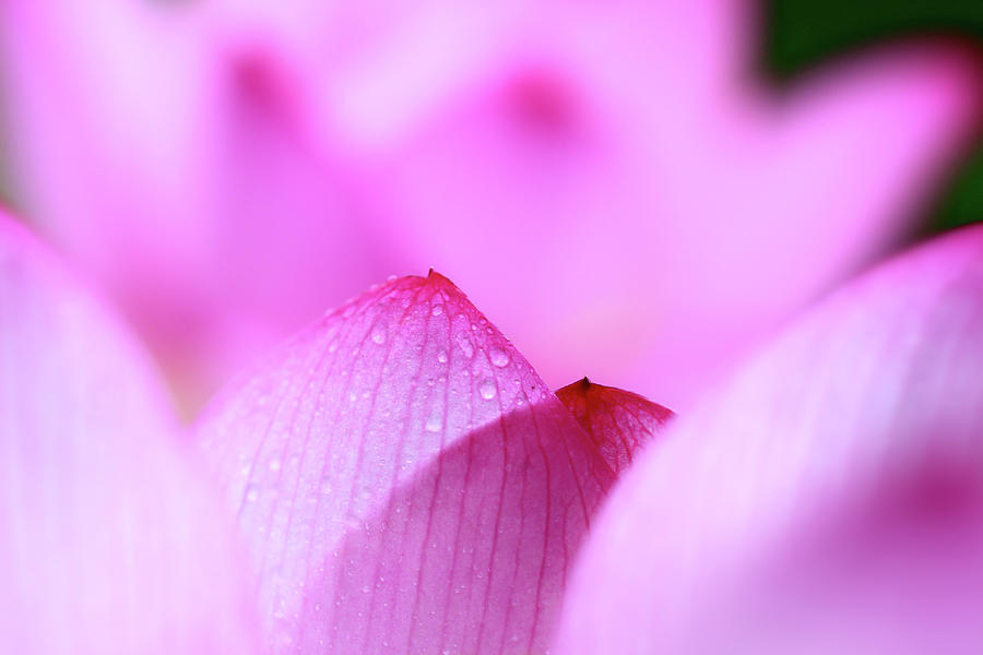 Lotus Photograph by Photography By Dalang5