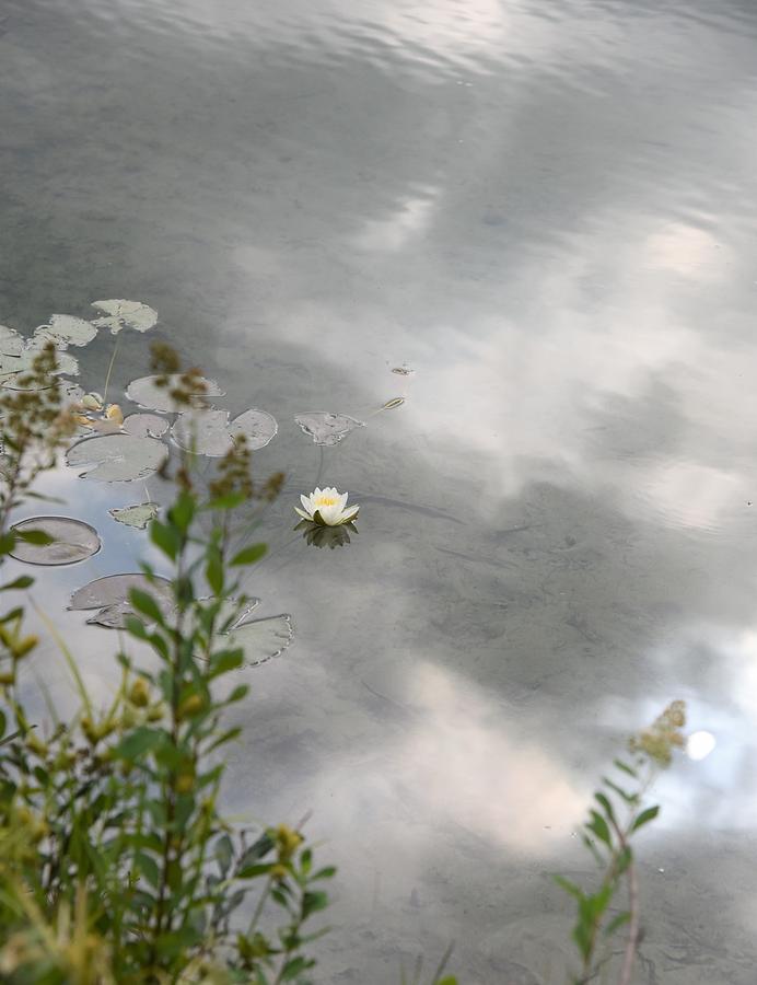 Lotus Pond Photograph by Lisa Dunn
