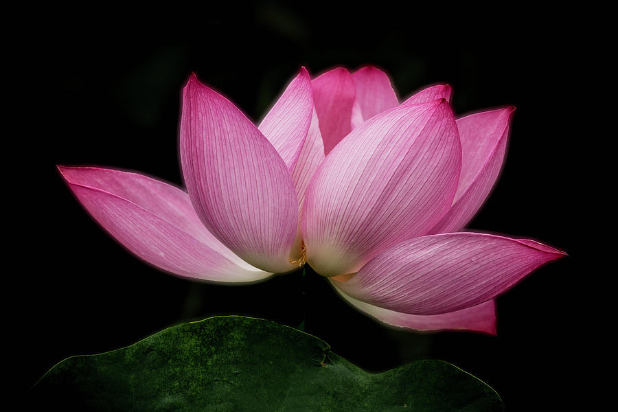 Lotus Queen Photograph by Alinna Lee - Fine Art America