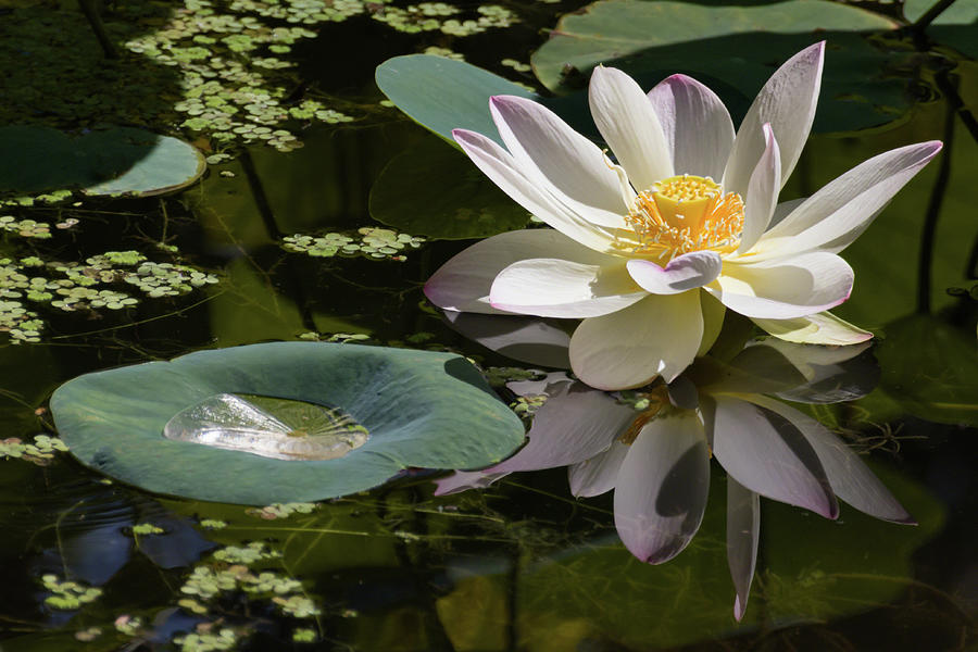 Lotus Reflections Photograph by Dawn Currie
