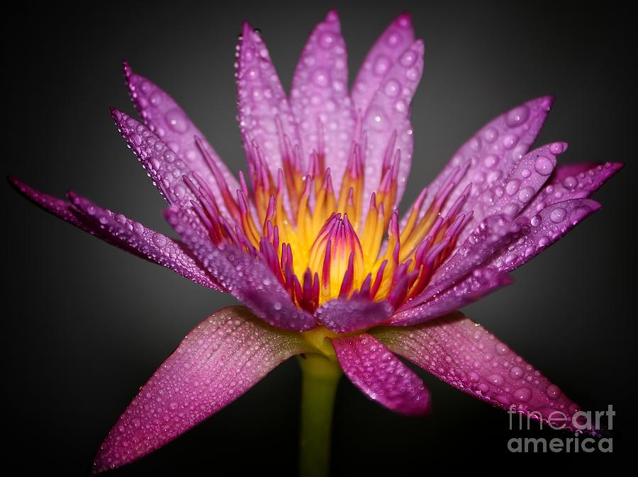 Nature Photograph - Lotus by Saefull Regina