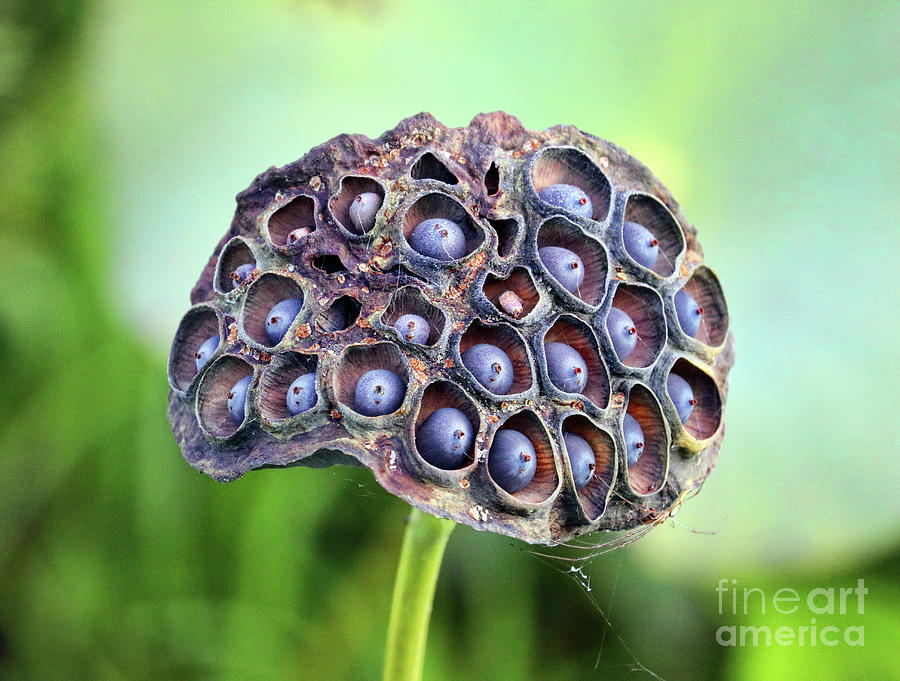 Lotus Seed Pod 0142 Photograph By Jack Schultz