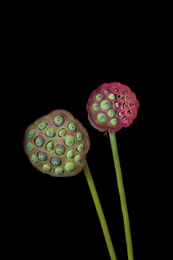 Lotus Seed Pod Photograph by Jim Mckinley