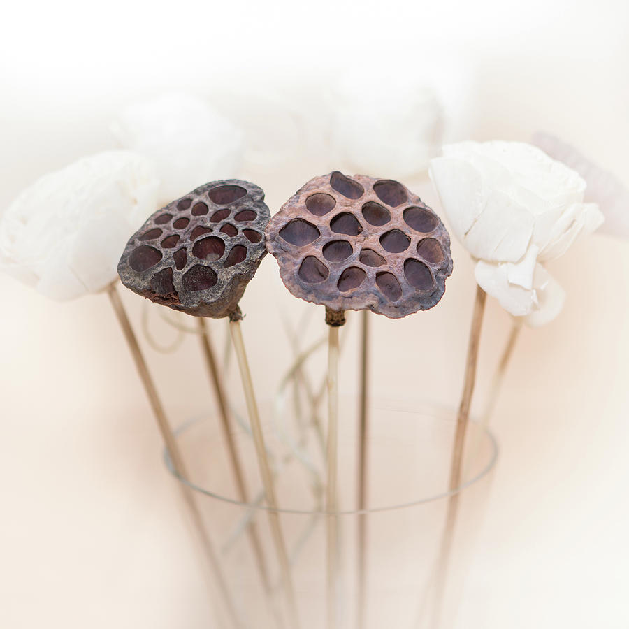 Lotus Seedheads Photograph by Peter Chadwick Lrps