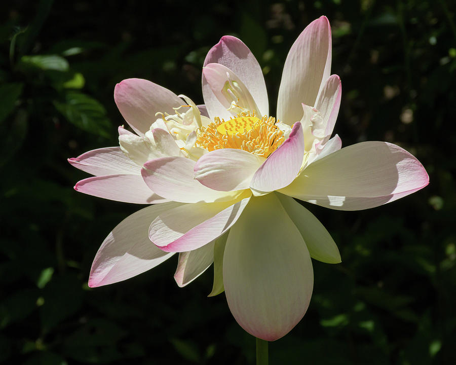 Lotus Seeking the Sun Photograph by Dawn Currie