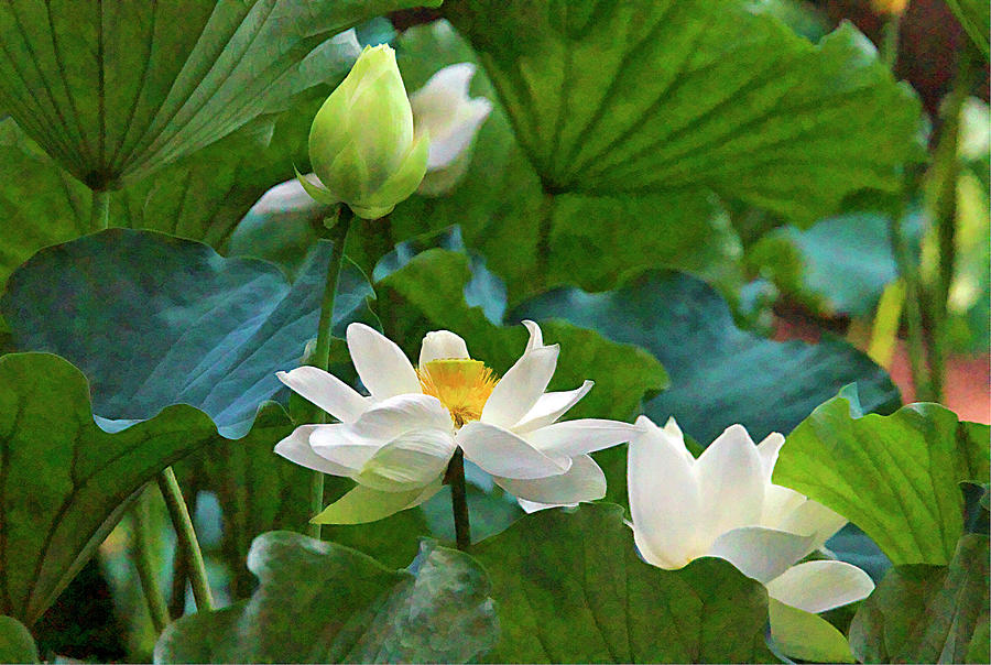 Lotus Series Trio Photograph by Geraldine Scull