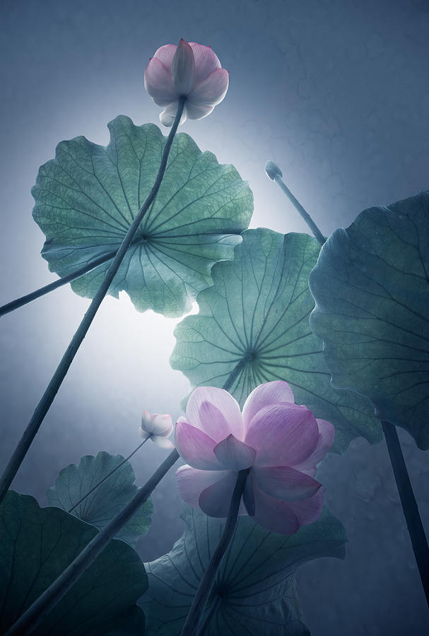 Lotus Photograph by Shanyewuyu