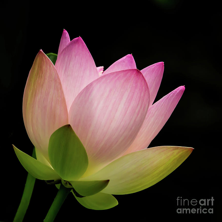Lotus Squared Photograph by Sabrina L Ryan