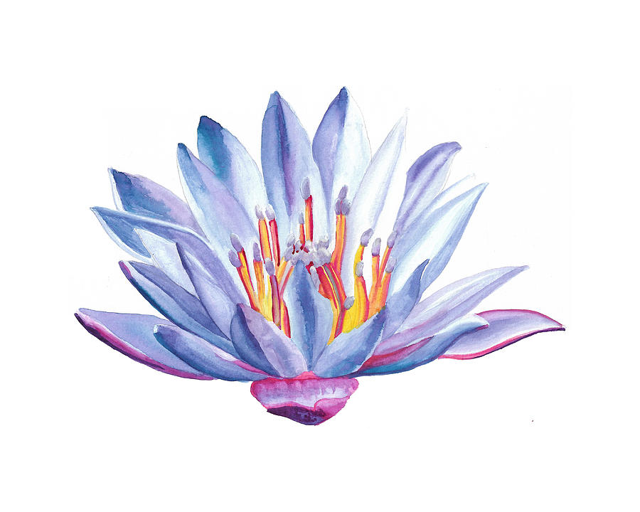 Lotus Watercolor by Brittany Bert Selfe Lotus Watercolor by Brittany Bert Selfe