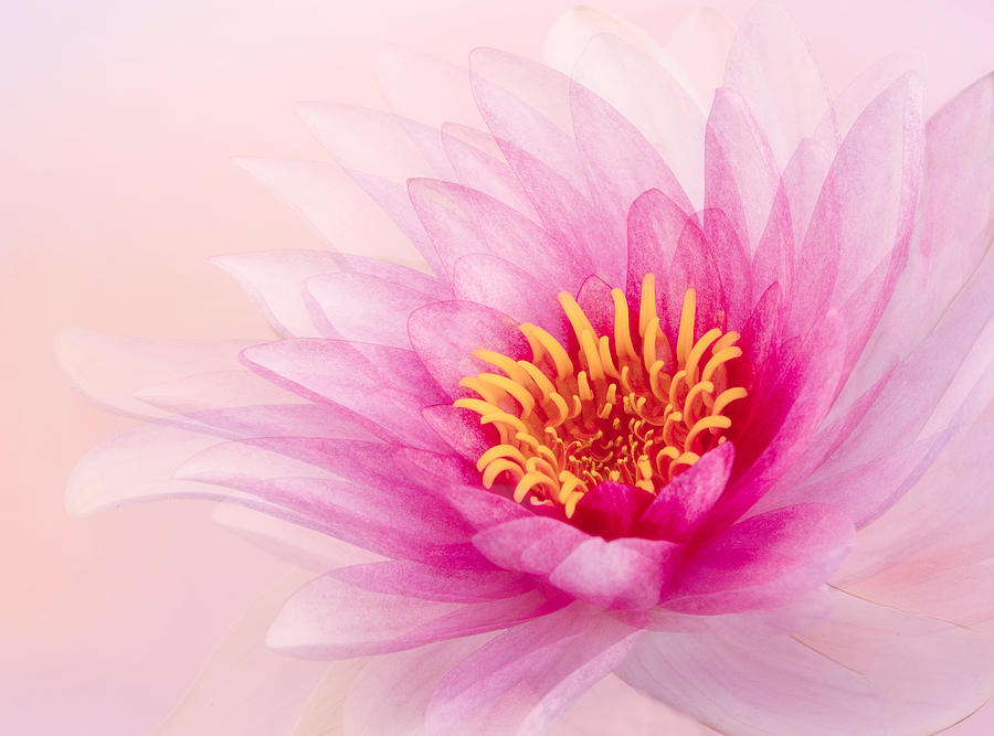 Summer Photograph - Lotus by Wendy Xu