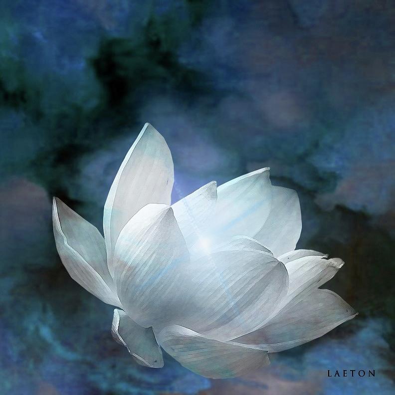 Lotus Whisper Digital Art by Richard Laeton
