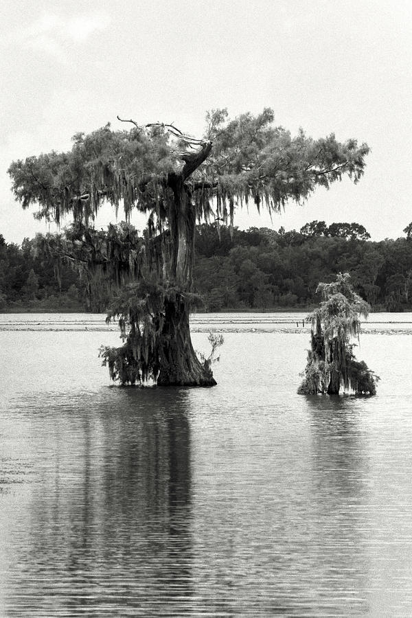 Louisiana Black And White Photography Swamp Cypress Trees Lake Martin