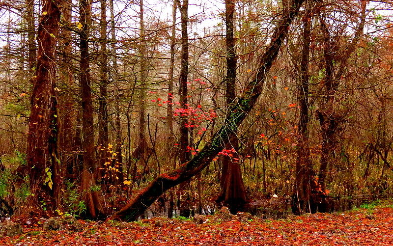 Louisiana colors by Betty Berard Louisiana colors by Betty Berard