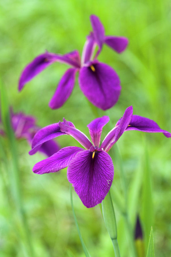 Louisiana Purple Iris Wildflowers Photograph by Kathy Clark