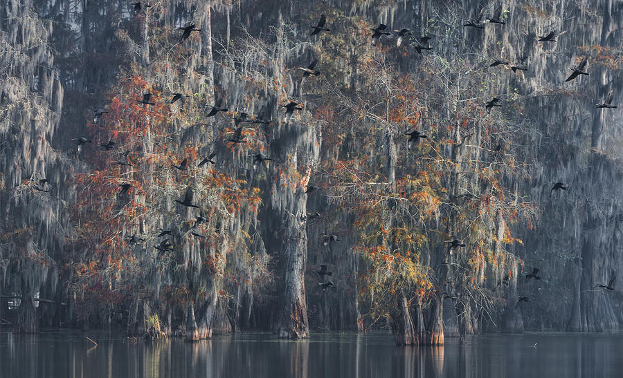 Bird Photograph - Louisiana by Roberto Marchegiani