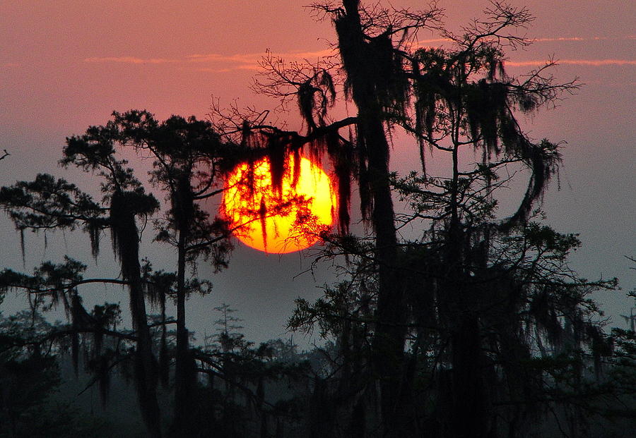 Louisiana Sunrise Photograph by Charlotte Schafer