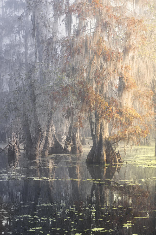 Louisiana Swamp Photograph by Roberto Marchegiani