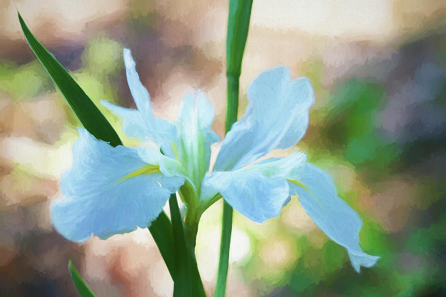 Louisiana Water Iris Digitally Painted Art Photograph by Kathy Clark